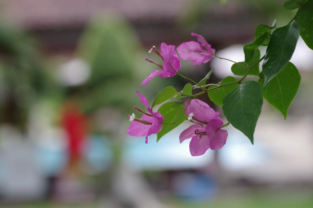 Hotel Tirta Sari Bungalow Pemuteran Zewnętrze zdjęcie